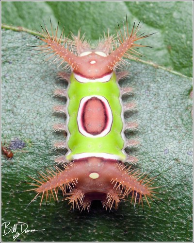 saddleback-limacodidae-acharia-stimulea-4700-img_7401