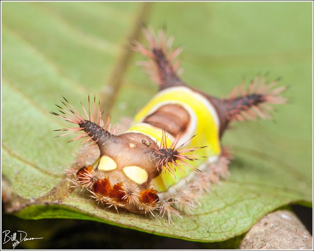 SaddlebackCaterpillar-Limacodidae-Acharia-stimulea-(4700) - Photographed at Millstream Garden Conservation Area