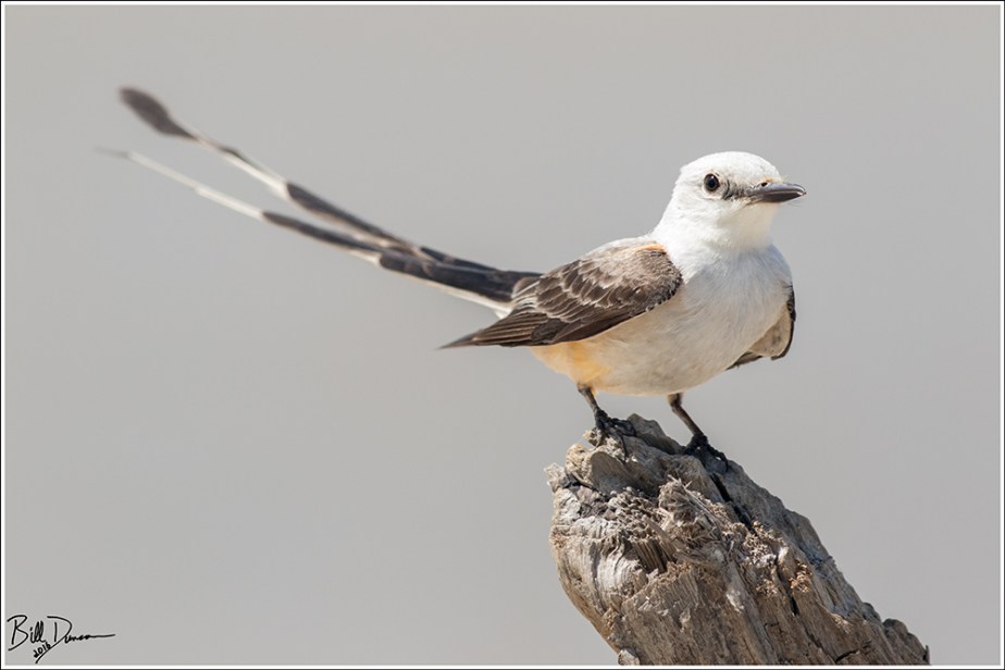 Scissor-tailed Flycatcher - Tyrannidae - Tyrannus forficatus. East End Lagoon Preserve, Galveston TX.