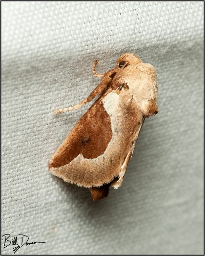 skiff-moth-limacodidae-prolimacodes-badia-4669-img_7070