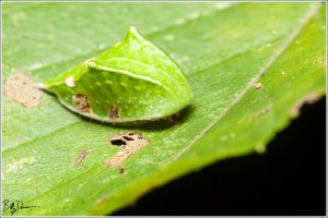 skiff-moth-limacodidae-prolimacodes-badia-4669-img_7765