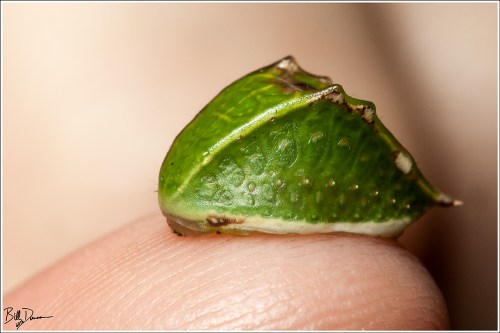 skiff-moth-limacodidae-prolimacodes-badia-4669-img_8609