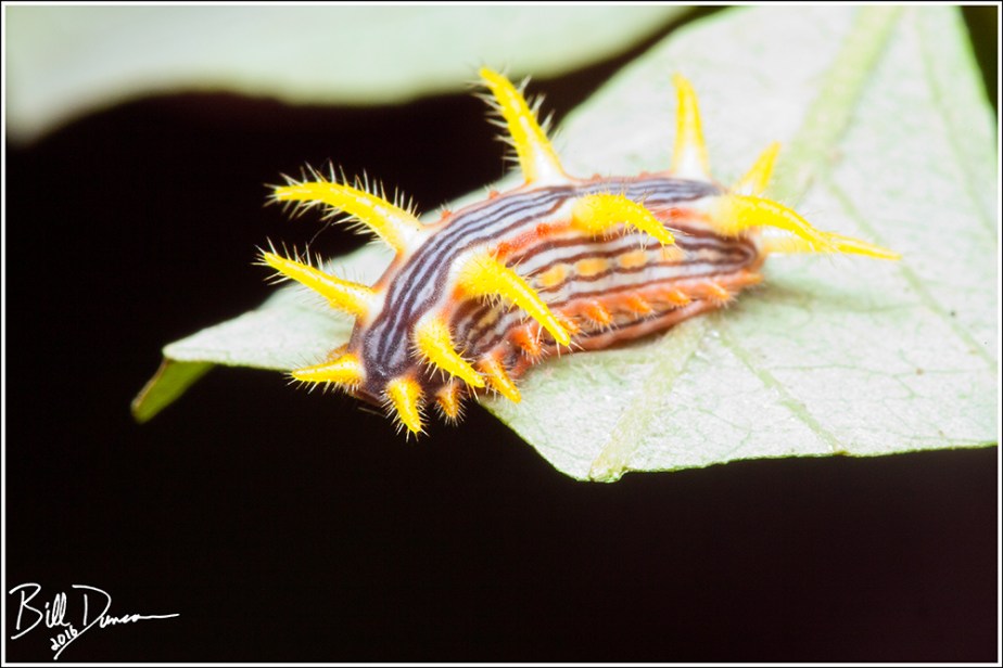 Stinging Rose Caterpillar -Limacodidae - Parasa Intermedia (4699). Cuivre River State Park, Lincoln Co, MO.