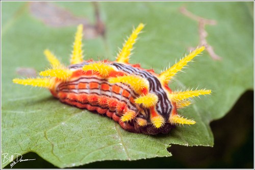stinging-rose-caterpillar-limacodidae-parasa-intermedia-4699-img_7609