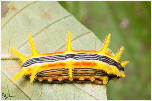 stinging-rose-caterpillar-limacodidae-parasa-intermedia-4699-img_8877