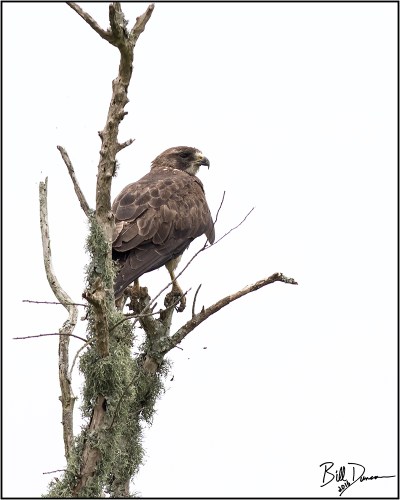 Swainsons Hawk - Accipitridae - Buteo swainsoni. Anahuac NWR, TX.