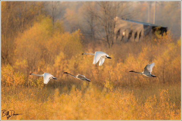 Trumpeter Swans - Riverlands Migratory Bird Sanctuary, St. Charles County, MO