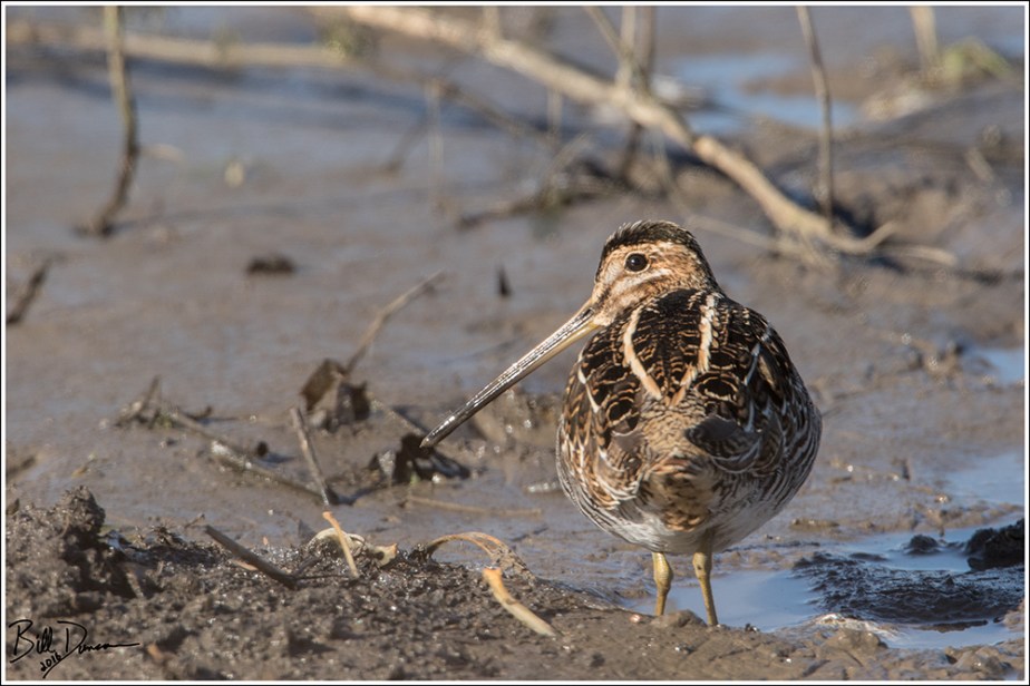 Wilson's Snipe - Scolopacidae - Gallinago delicata - Confluence Road, St. Charles Co, MO.