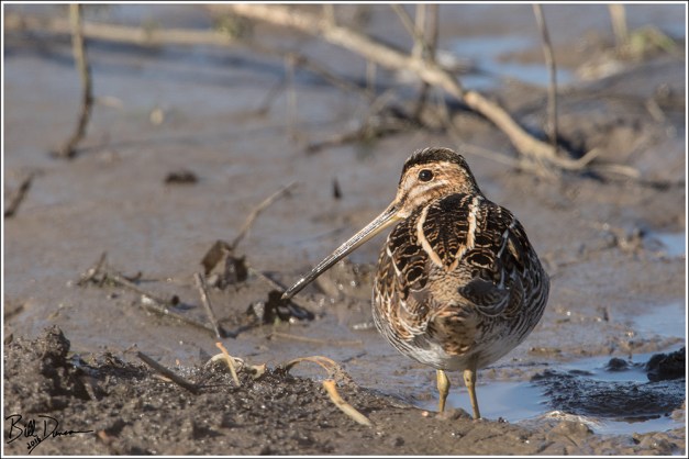 Wilson's Snipe - Scolopacidae - Gallinago delicata - Confluence Road, St. Charles Co, MO.