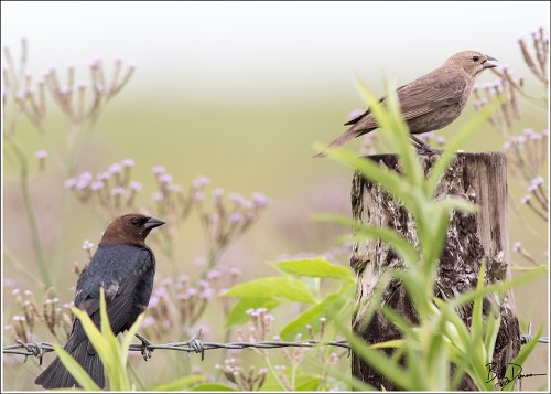 brown-headed-cowbird-icteridae-molothrus-ater-520a2835