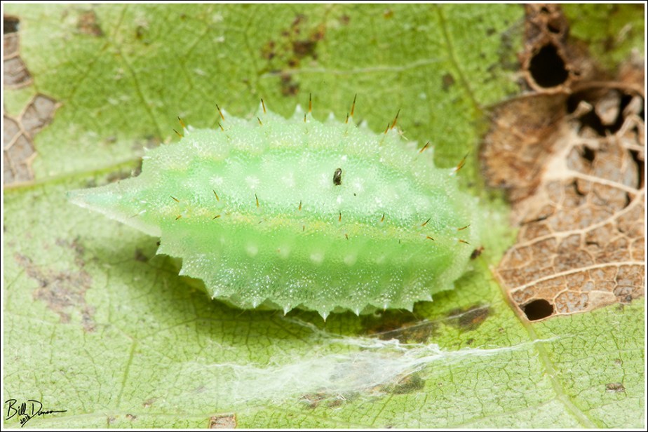 Elegant-tailed Slug Moth - Limacodidae - Packardia elegans (4661)