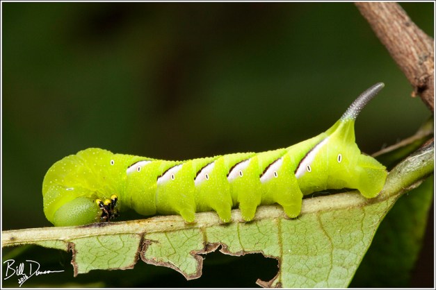 Pawpaw Sphinx - Sphingidae - Dolba hyloeus (7784) - August G. Beckemeier C.A.