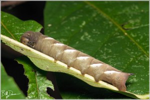 pawpaw-sphinx-sphingidae-dolba-hyloeus-7784-img_7762