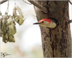 red-bellied-woodpecker-picidae-melanerpes-carolinus-520a1750
