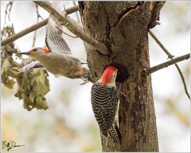 Red-bellied Woodpecker - Picidae - Melanerpes carolinus. Wild Acres Park, Overland MO.