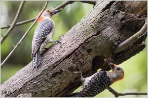 red-bellied-woodpecker-picidae-melanerpes-carolinus-520a2618