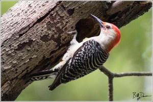 red-bellied-woodpecker-picidae-melanerpes-carolinus-520a2663