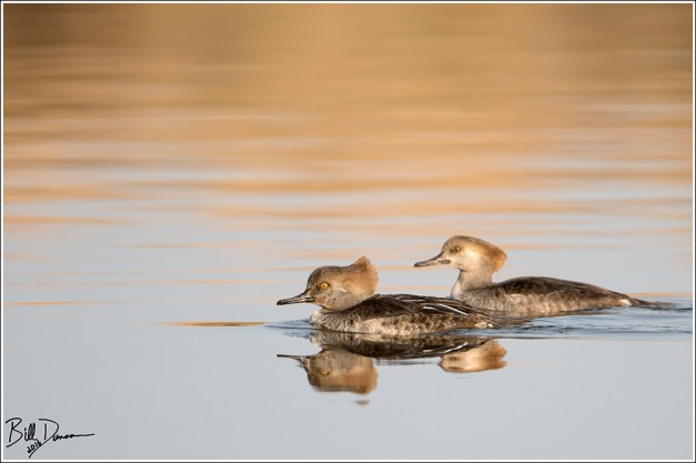 Hooded Mergansers - Riverlands Migratory Bird Sanctuary - St. Charles Co, MO