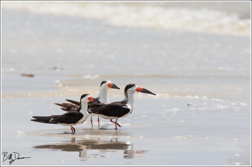 black-skimmer-rynchopidae-rynchops-niger-520a4953