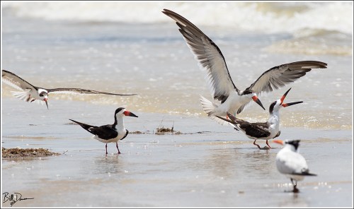 black-skimmer-rynchopidae-rynchops-niger-520a5040