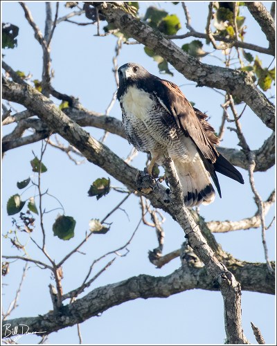 white-tailed-hawk-accipitridae-geranoaetus-albicaudatus-520a8003
