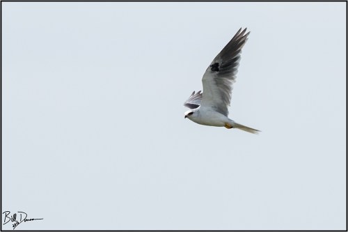 white-tailed-kite-accipitridae-elanus-leucurus-520a6303