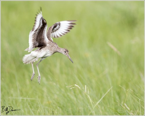 willet-scolopacidae-tringa-semipalmata-520a3251