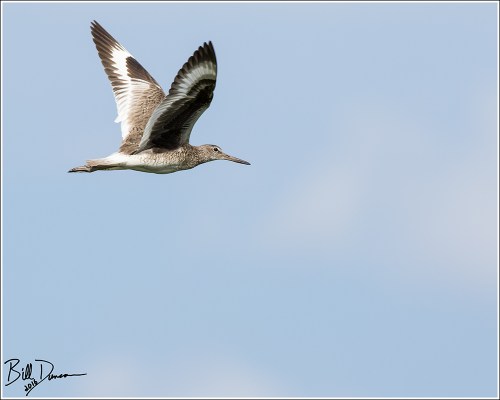 willet-scolopacidae-tringa-semipalmata-520a3284