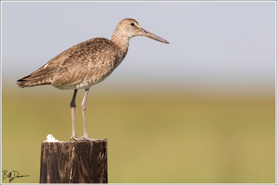 willet-scolopacidae-tringa-semipalmata-520a3343