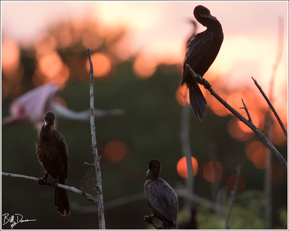 Cormorants and Spoonbill - High Island TX - Rookery