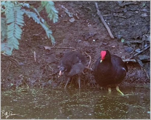 common-gallinule-rallidae-gallinula-galeata-520a4010