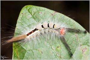 white-marked-tussock-moth-lymantriidae-orgyia-leucostigma-8316-img_8532