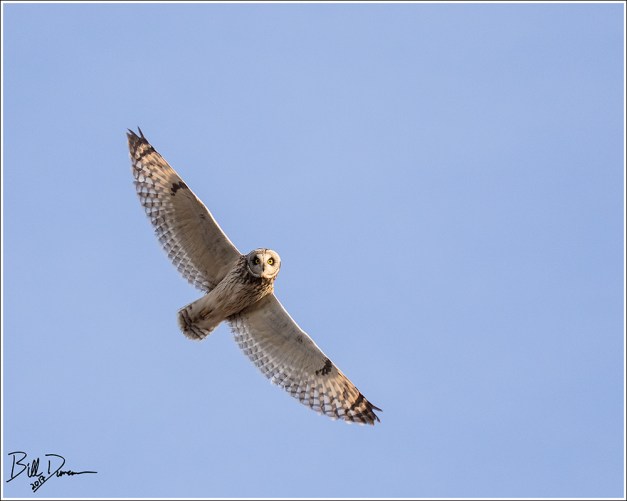 Short-eared Owl