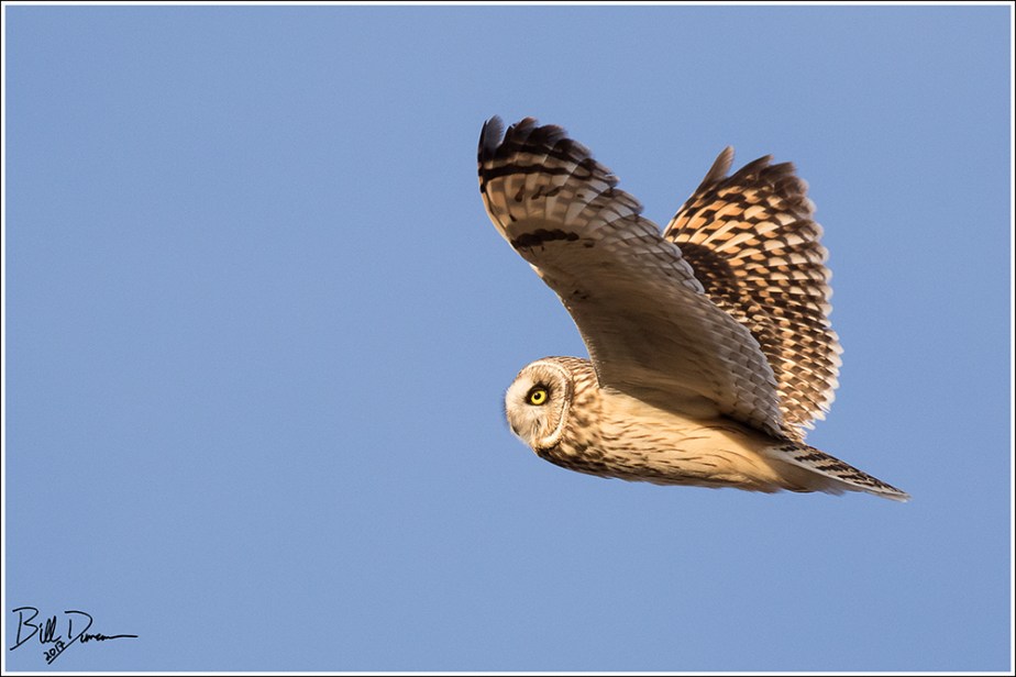 Short-eared Owl