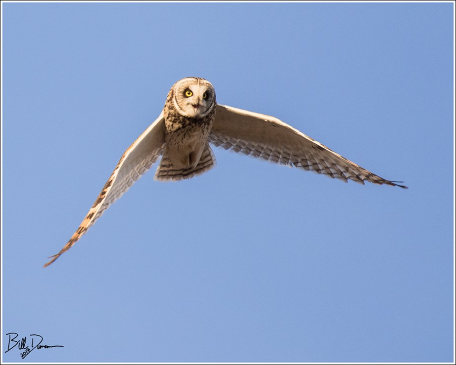 Short-eared Owl