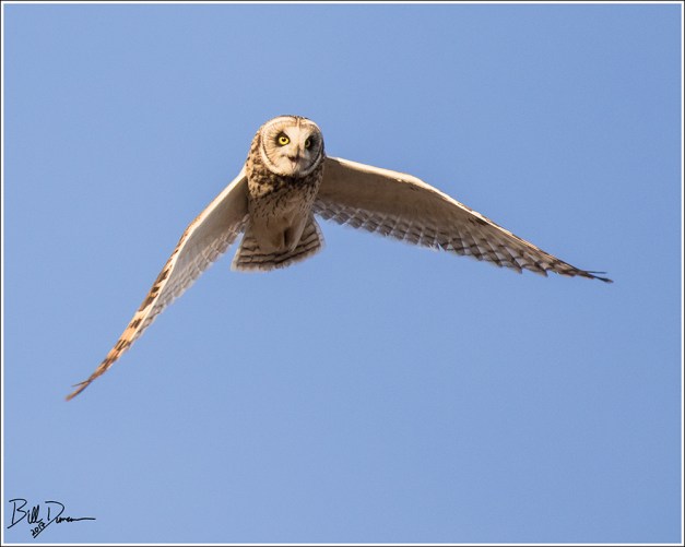 Short-eared Owl