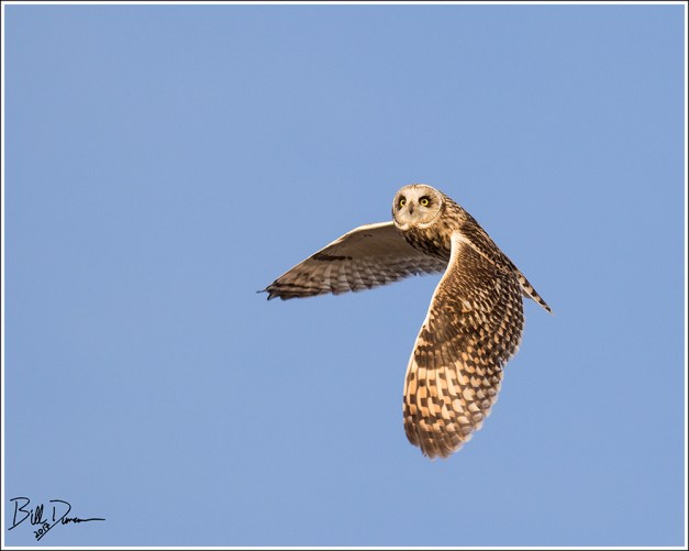 Short-eared Owl