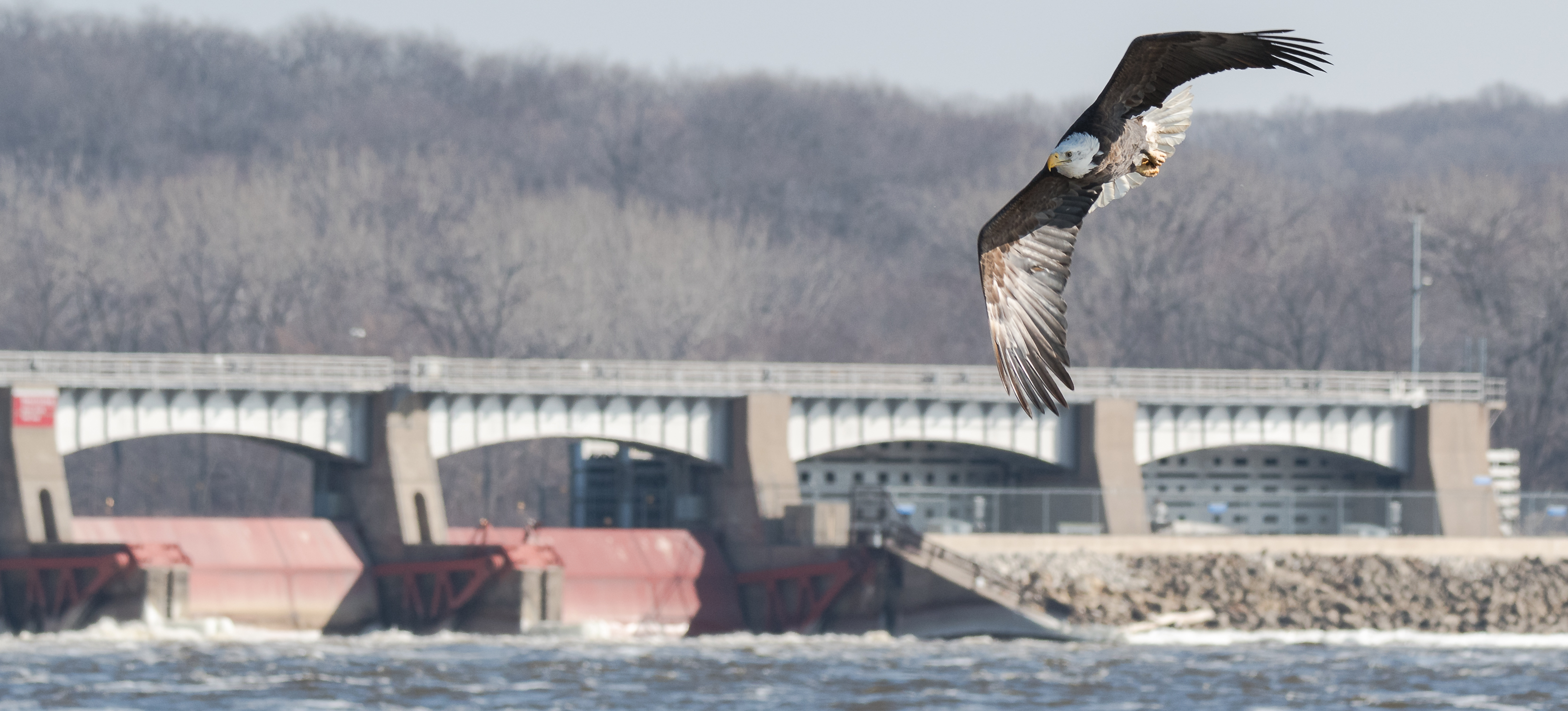 lock-dam-14-and-the-bald-eagle-miguel-acosta-6538