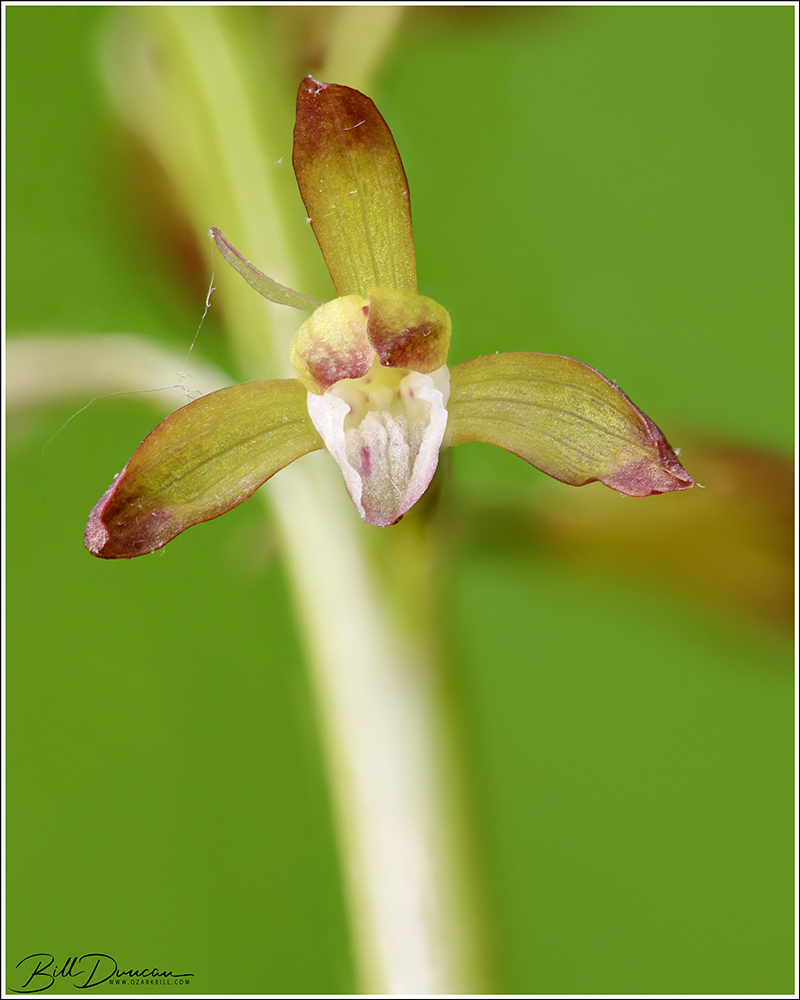 Aplectrum Missouri Orchids – Aplectrum hyemale (Adam & Eve Orchid) – A Thousand ...