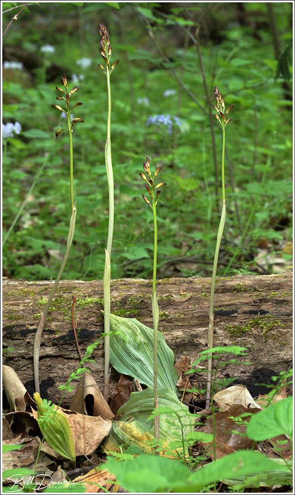 Aplectrum Missouri Orchids – Aplectrum hyemale (Adam & Eve Orchid) – A Thousand ...