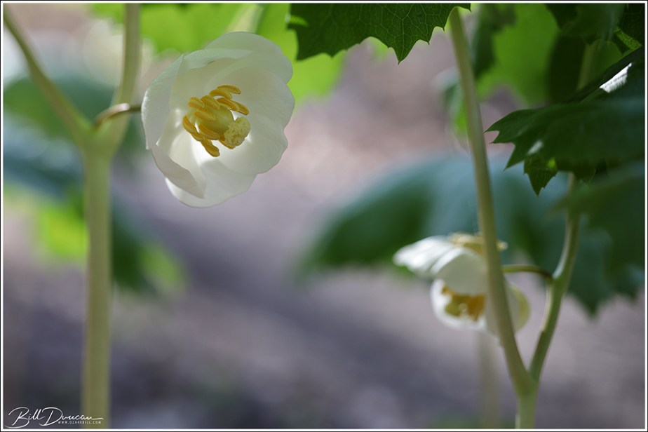 Spring Ephemerals at Beckemeier C.A. –&nbsp;2021