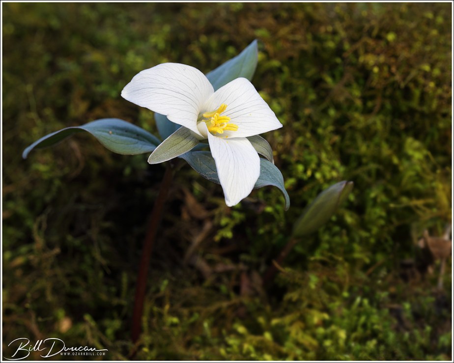 Snow Trillium (Trillium&nbsp;nivale)