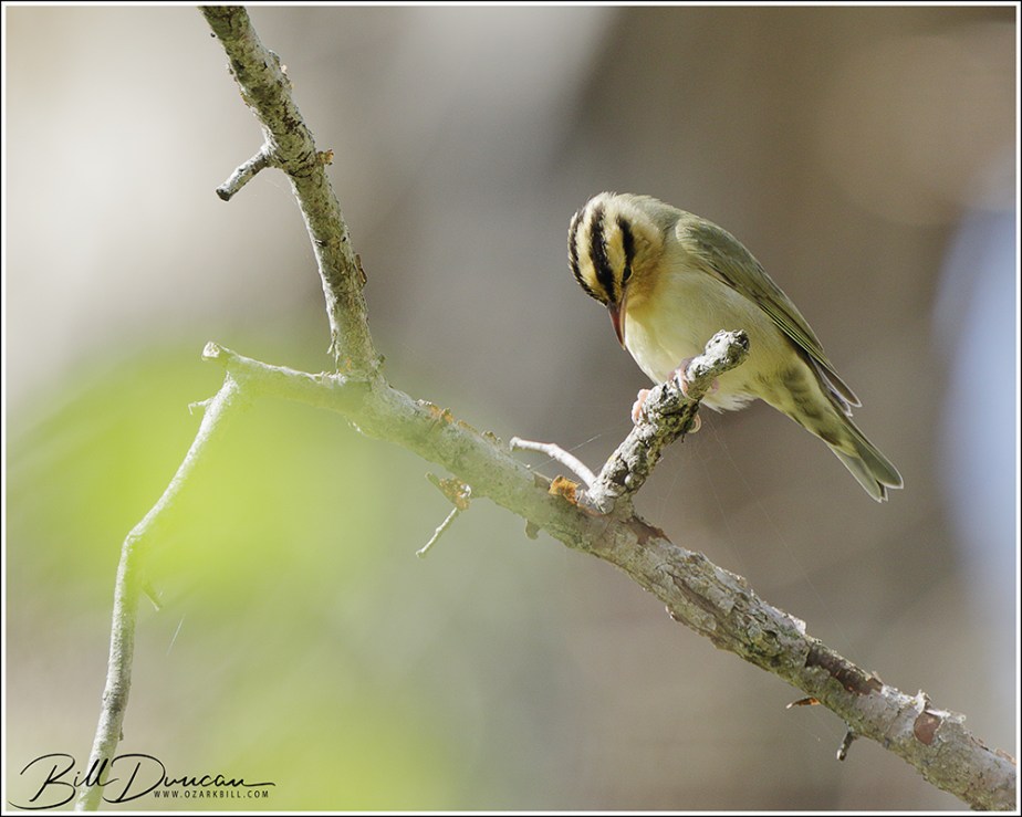 Worm-eating Warbler – April&nbsp;2021