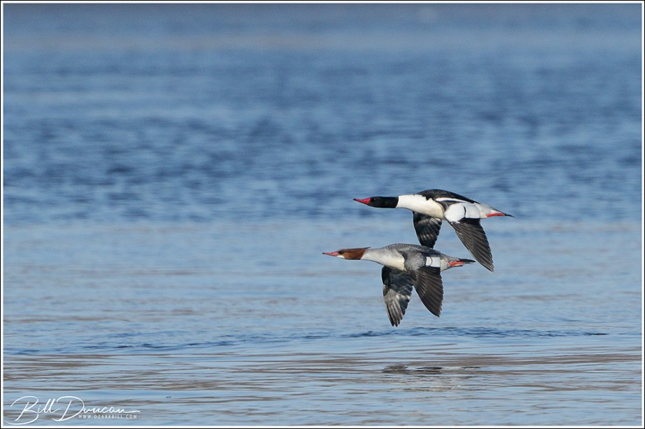 Clarksville MO, Lock & Dam #24 – Bald Eagle – 2021 Part&nbsp;3
