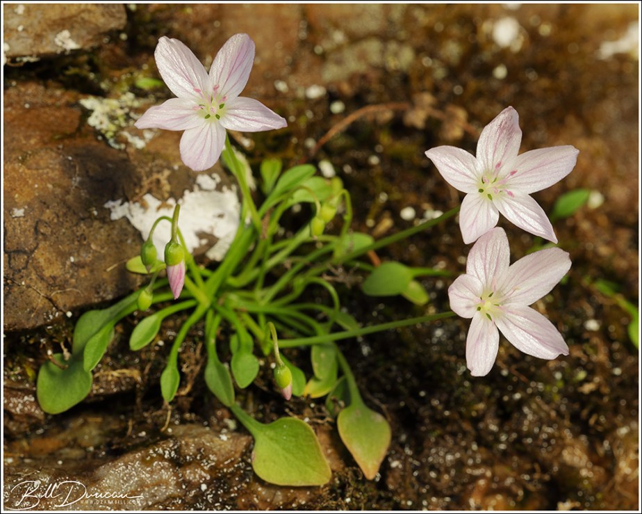 Ozark Spring Beauty (Claytonia&nbsp;arkansana)