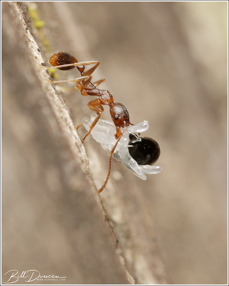 Myrmecochory – Dicentra cucullaria (Dutchman’s breeches)