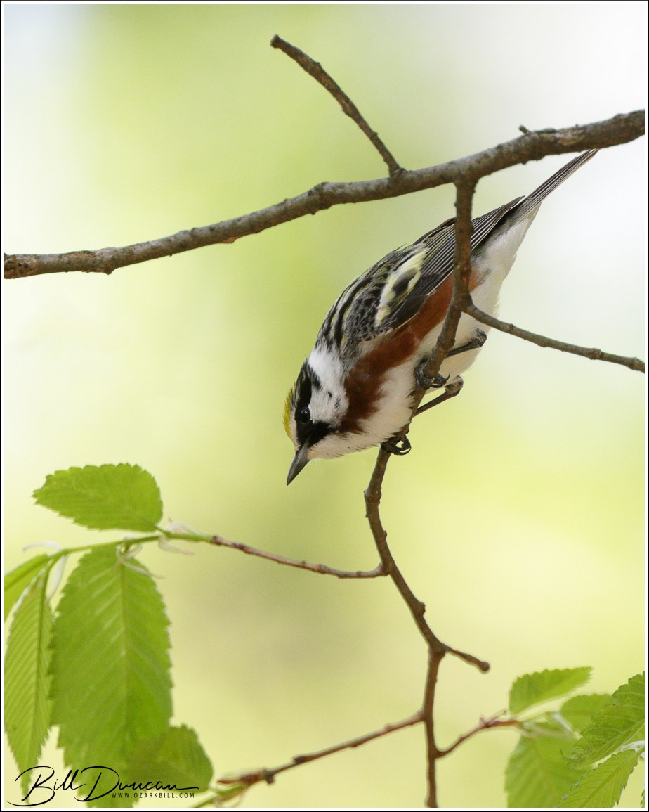 Chestnut-sided Warbler
