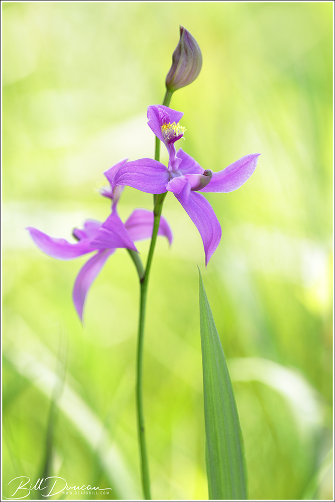 Missouri Orchids – Calopogon oklahomensis – Oklahoma Grass&nbsp;Pink