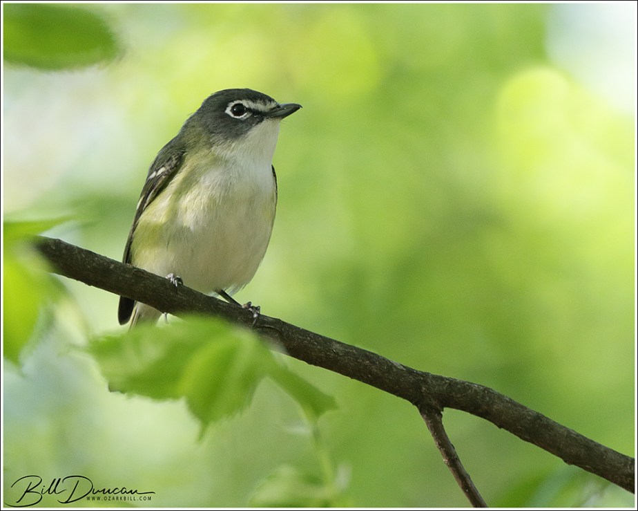 Blue-headed Vireo