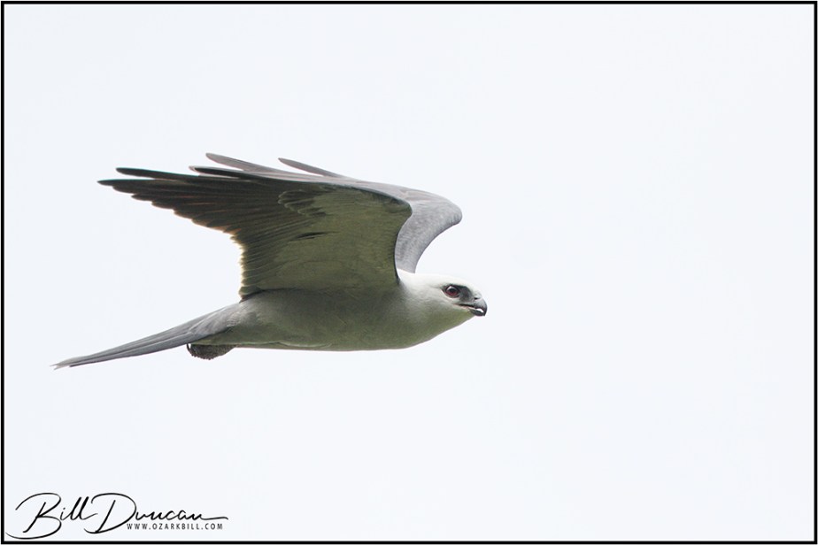 Mississippi Kites in the&nbsp;Arkansas